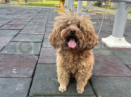 Toy Poodle Ve Koren Poodle Irk Garantili Yavrularımız