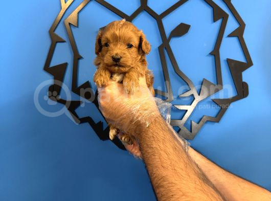 Gerçek Tea Cup Malti̇poo Yavrularimiz görsel