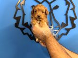 Gerçek Tea Cup Malti̇poo Yavrularimiz