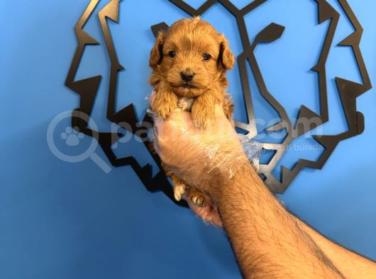 Gerçek Tea Cup Malti̇poo Yavrularimiz görsel