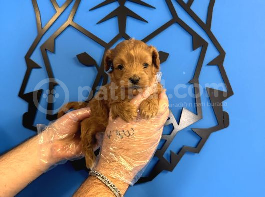 Gerçek Tea Cup Malti̇poo Yavrularimiz görsel