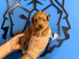 GERÇEK TEA CUP MALTİPOO YAVRULARIMIZ
