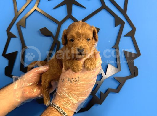 GERÇEK TEA CUP MALTİPOO YAVRULARIMIZ