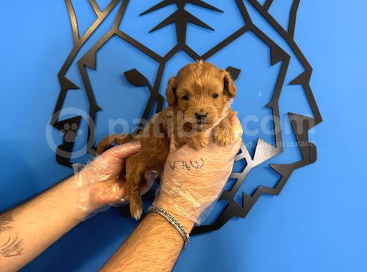 Gerçek Tea Cup Malti̇poo Yavrularimiz görsel