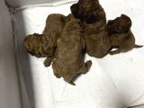 Toy Poodle Ve Koren Poodle Irk Garantili Yavrularımız