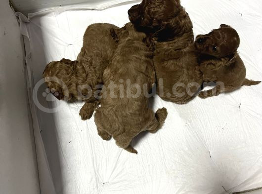 Toy Poodle Ve Koren Poodle Irk Garantili Yavrularımız görsel