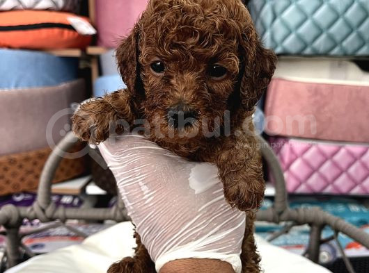 Toy Poodle Ve Koren Poodle Irk Garantili Yavrularımız görsel
