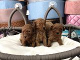 Toy Poodle Ve Koren Poodle Irk Garantili Yavrularımız