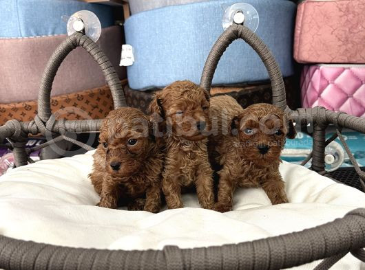 Toy Poodle Ve Koren Poodle Irk Garantili Yavrularımız görsel