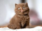 Çikolata Kardeşler Chcoclate British Shorthair