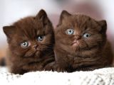 Çikolata Kardeşler Chcoclate British Shorthair