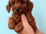 Toy Poodle Yavrularimiz