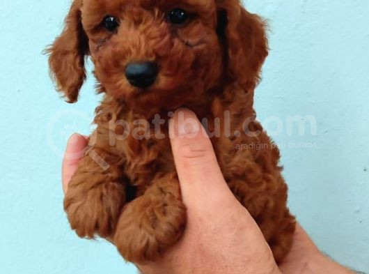 Toy Poodle Yavrularimiz görsel