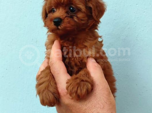 Toy Poodle Yavrularimiz görsel