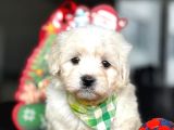 Maltese Terrier Bebekleri̇