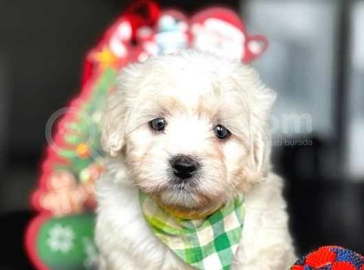 Maltese Terrier Bebekleri̇ görsel