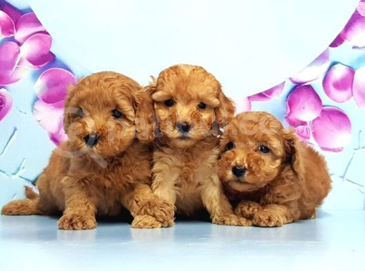 Mükemmel Toy Poodle Yavrular görsel