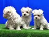 Maltese Terri̇er Yavru