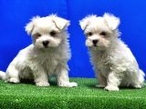 Maltese Terri̇er Yavru