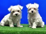 Maltese Terri̇er Yavru