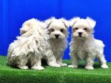 MALTESE TERRİER YAVRU