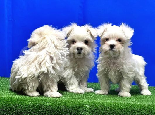 Maltese Terri̇er Yavru
