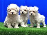 Maltese Terri̇er Yavru