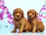 Mükemmel Toy Poodle Yavrular
