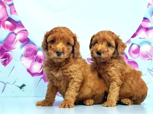 Mükemmel Toy Poodle Yavrular görsel