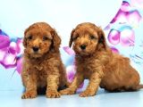Mükemmel Toy Poodle Yavrular