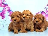 Mükemmel Toy Poodle Yavrular