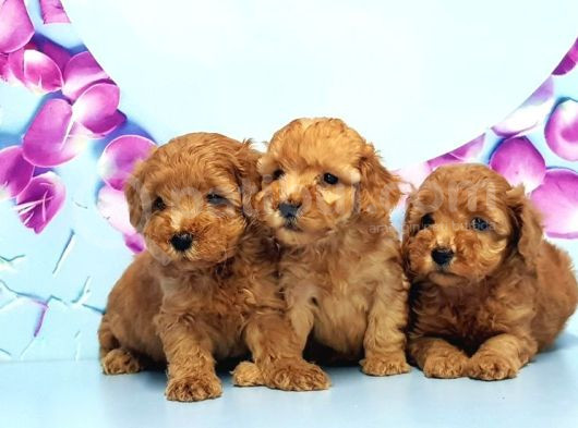 Mükemmel Toy Poodle Yavrular görsel