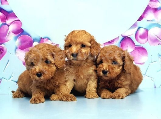 Mükemmel Toy Poodle Yavrular görsel
