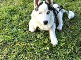 merhaba 5 aylık  Sibirya Kurdu Husky