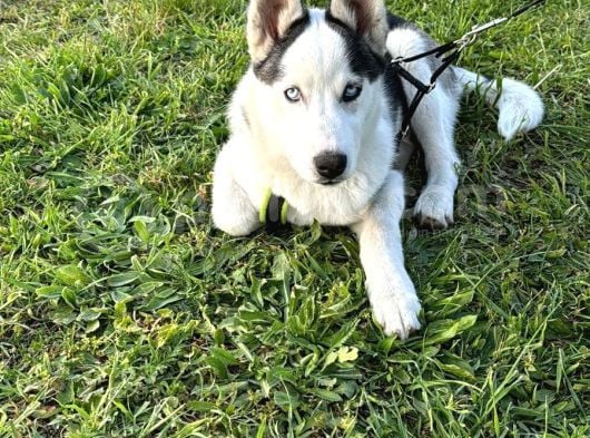 Merhaba 5 Aylık  Sibirya Kurdu Husky