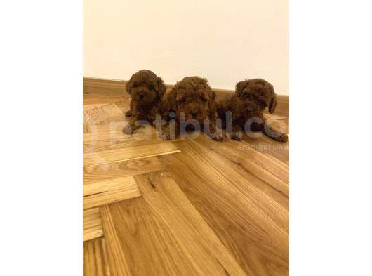 Deni̇zli̇ Merkez Tesli̇me Hazir Poodle Bebekler görsel