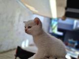 Orijinal Safkan British Son Kalan Yavrumuz