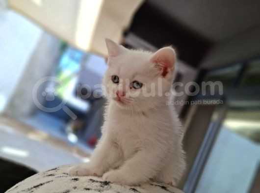 Orijinal Safkan British Son Kalan Yavrumuz