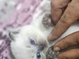 1 aylık cins kediler satılıktır blue pont oyuncu kedisi