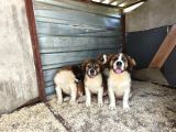 Dev St Bernard Yavruları