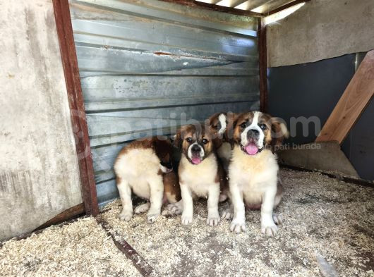 Dev St Bernard Yavruları görsel