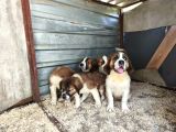 Dev St Bernard Yavruları