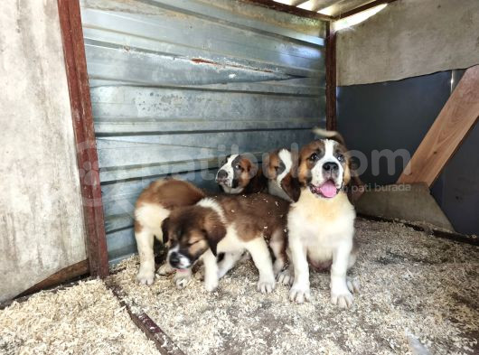 Dev St Bernard Yavruları görsel
