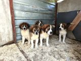 Dev St Bernard Yavruları