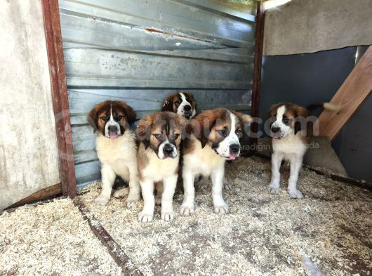 Dev St Bernard Yavruları görsel