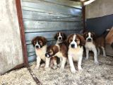 Dev St Bernard Yavruları