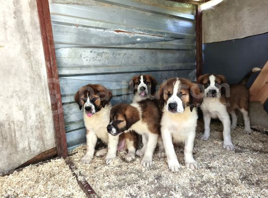 Dev St Bernard Yavruları görsel