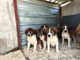Dev St Bernard Yavruları