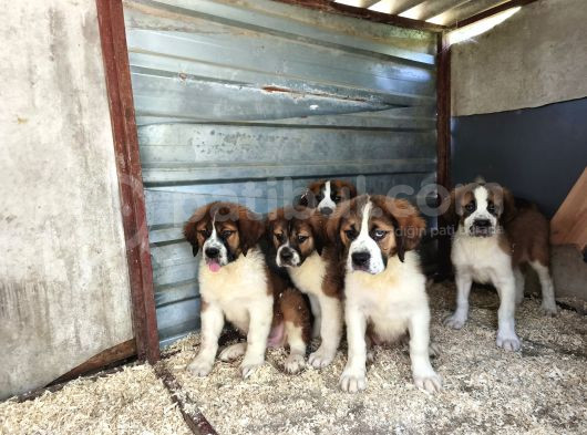 Dev St Bernard Yavruları görsel