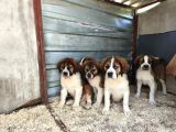 Dev ST BERNARD Yavruları